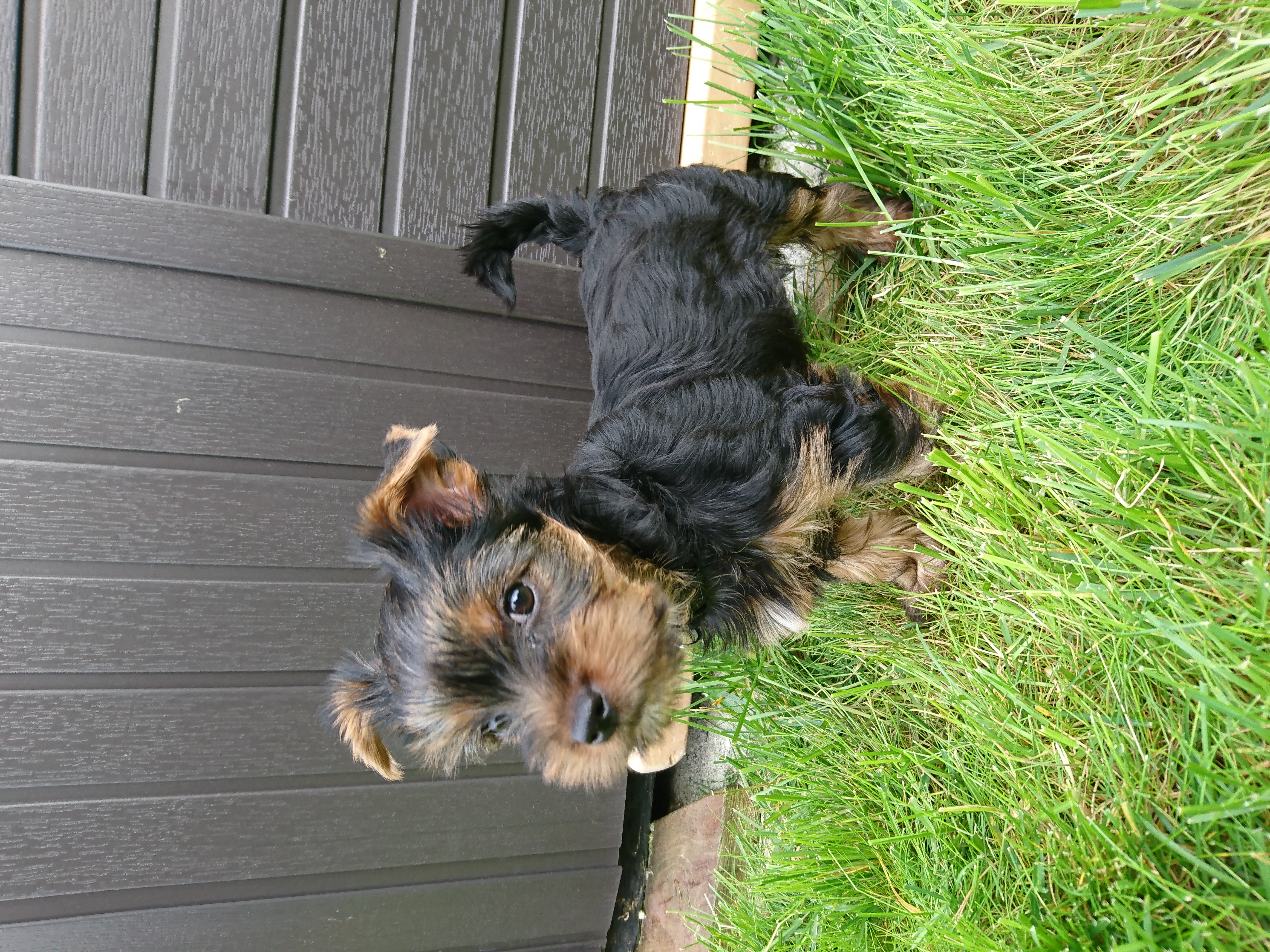 Yorkshire Terrier fra Yorkish Delight