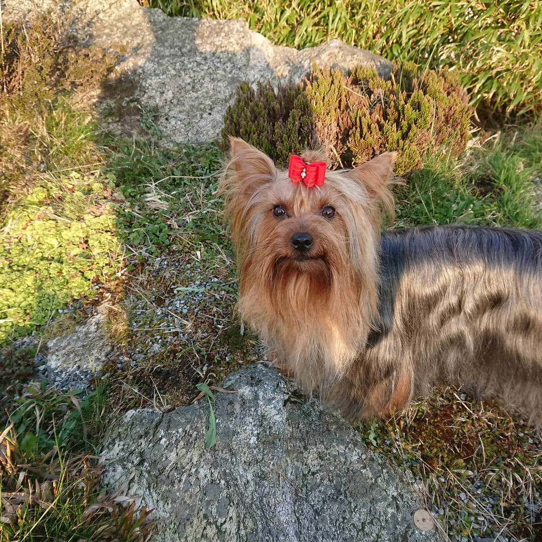 Fride