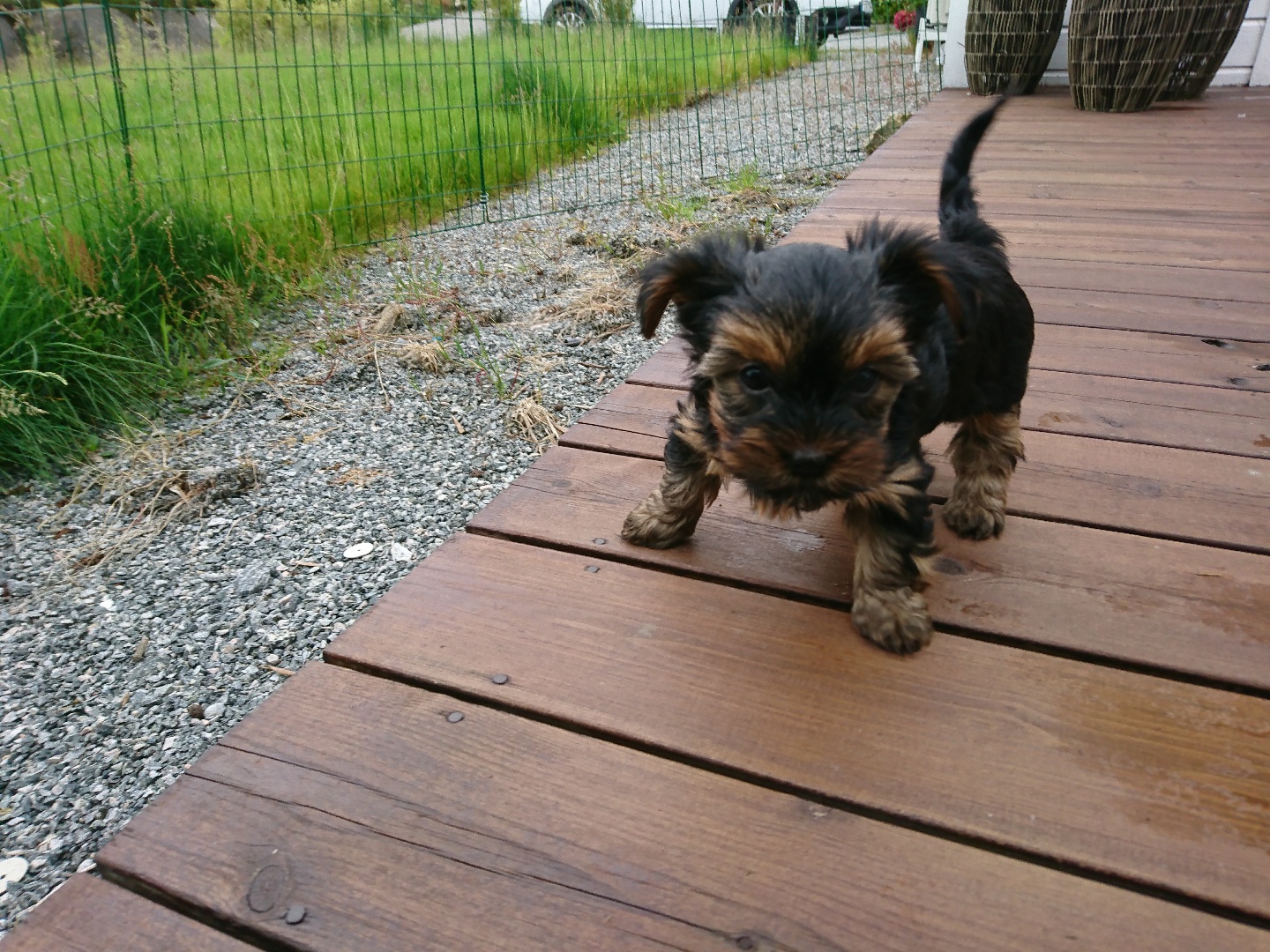 Yorkshire Terrier fra Yorkish Delight